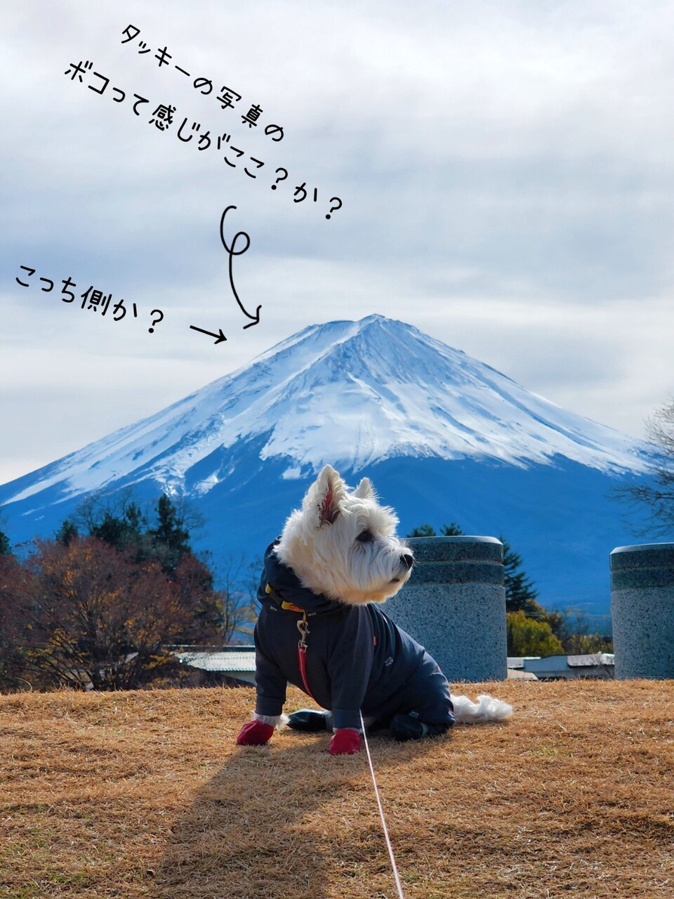 タッキー 富士山の話ばかりで もうわけないのだが たかシェフのおうちごはん と 白い犬 と チワワ Powered By ライブドアブログ