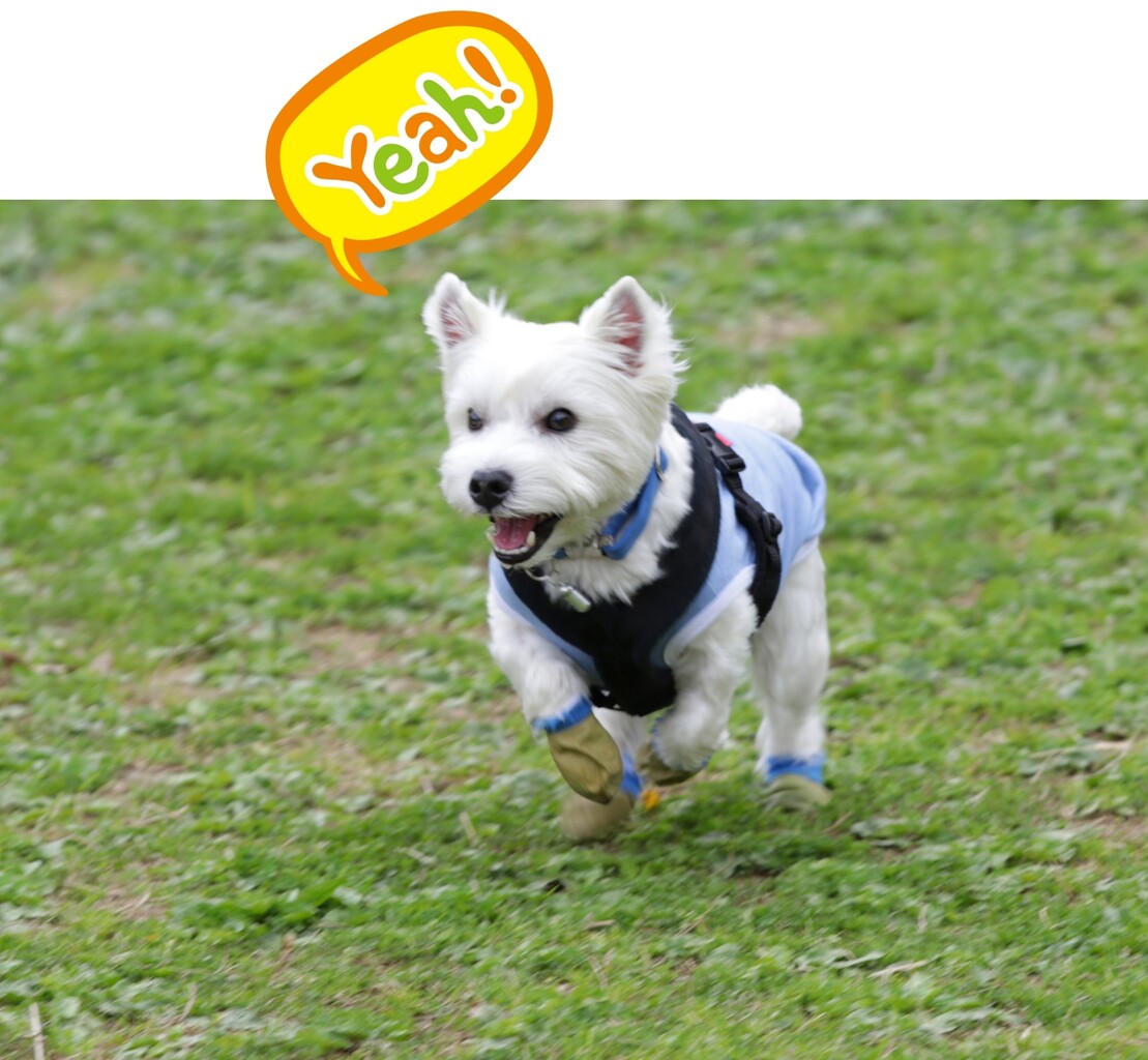 犬 うれしい顔がいっぱい ドッグランに行ったよ たかシェフのおうちごはん と 白い犬 と チワワ Powered By ライブドアブログ 犬 うれしい顔がいっぱい ドッグランに行ったよ たかシェフのおうちごはん と 白い犬 と チワワ Powered By ライブドアブログ