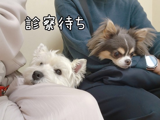 スコチー伝説！復活