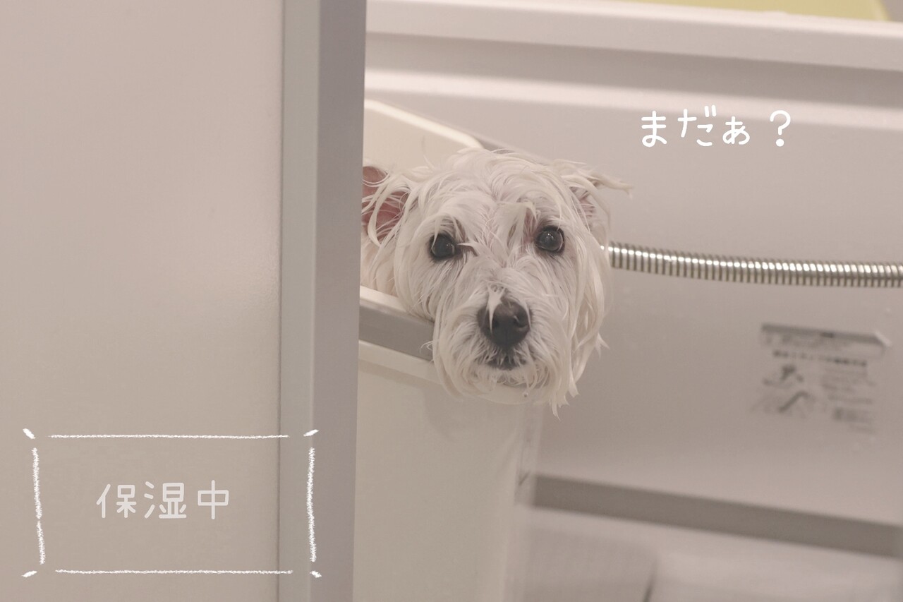 犬のお風呂で 感じた飼い主の小さな ドヤ たかシェフのおうちごはん と 白い犬 と チワワ Powered By ライブドアブログ