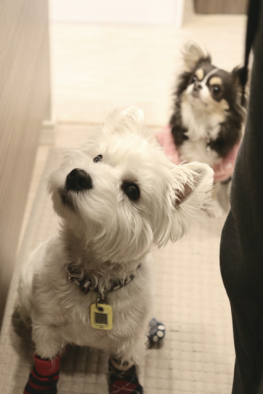 犬 只今 ローストチキン作り中 たかシェフのおうちごはん と 白い犬 と チワワ Powered By ライブドアブログ 犬 只今 ローストチキン作り中 たかシェフのおうちごはん と 白い犬 と チワワ Powered By ライブドアブログ