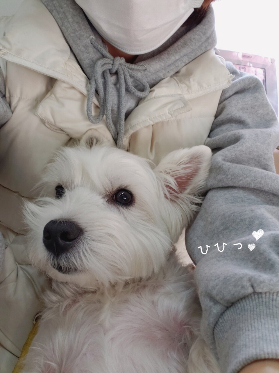 犬 かわいい合戦 たかシェフのおうちごはん と 白い犬 と チワワ Powered By ライブドアブログ 犬 かわいい合戦 たかシェフのおうちごはん と 白い犬 と チワワ Powered By ライブドアブログ