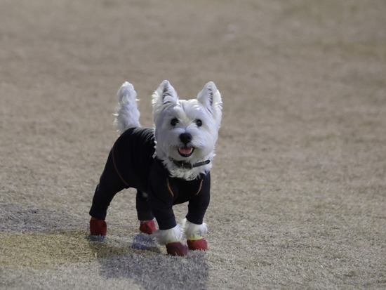 まだ、飛べる！