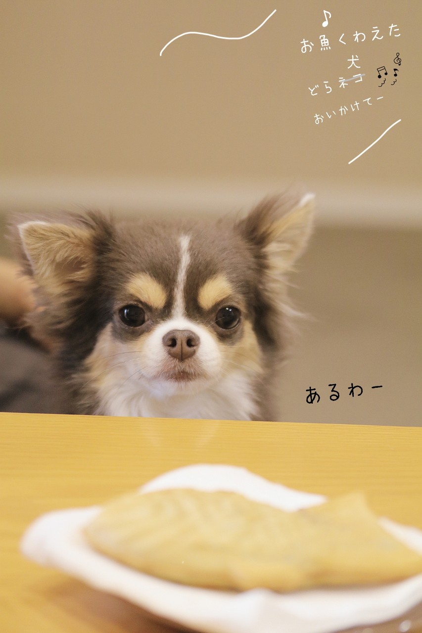 チワワ 鯛焼きが欲しい犬 たかシェフのおうちごはん と 白い犬 と チワワ Powered By ライブドアブログ