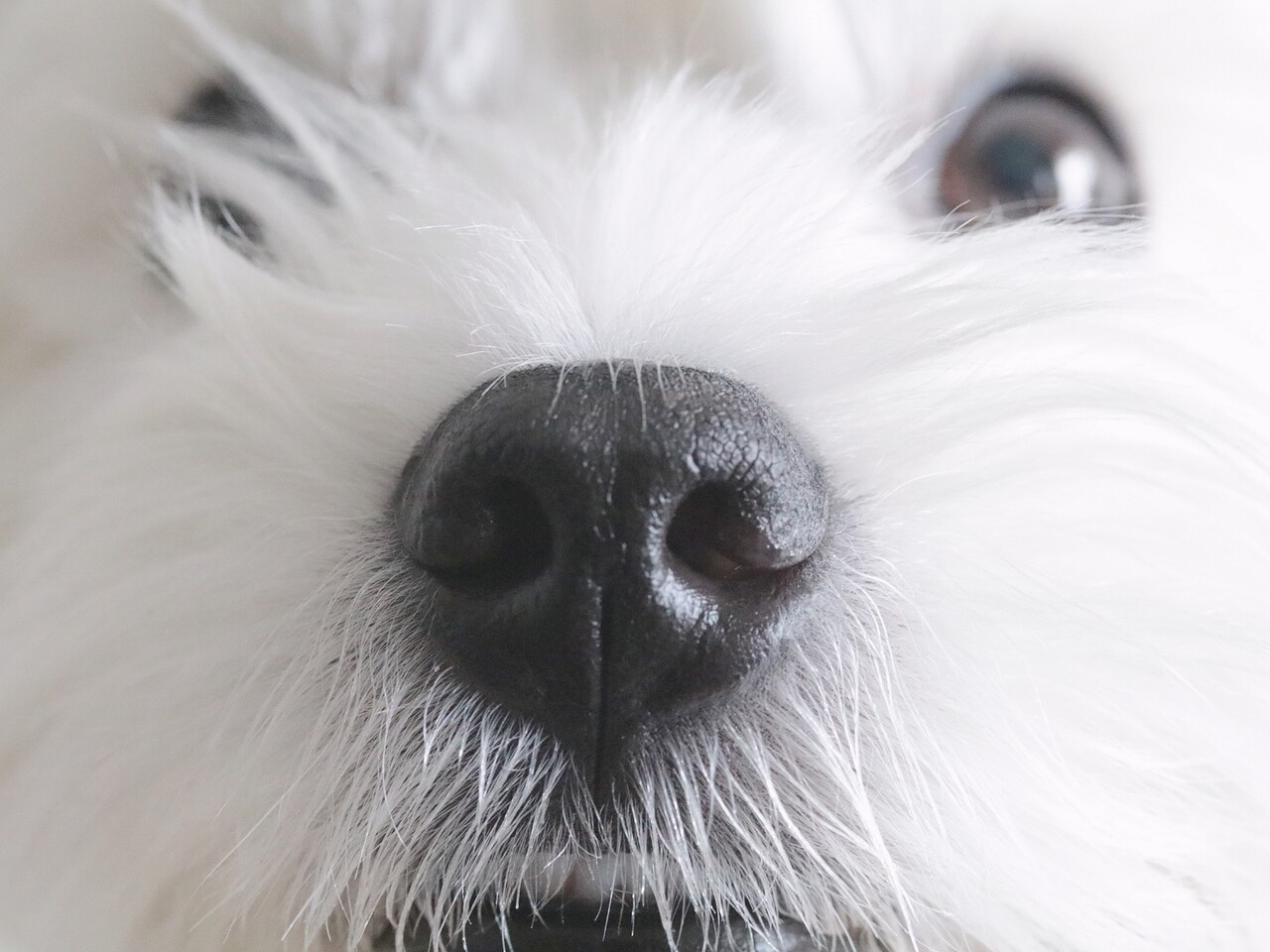 犬の嗅覚についての飼い主の勘違い たかシェフのおうちごはん と 白い犬 と チワワ Powered By ライブドアブログ