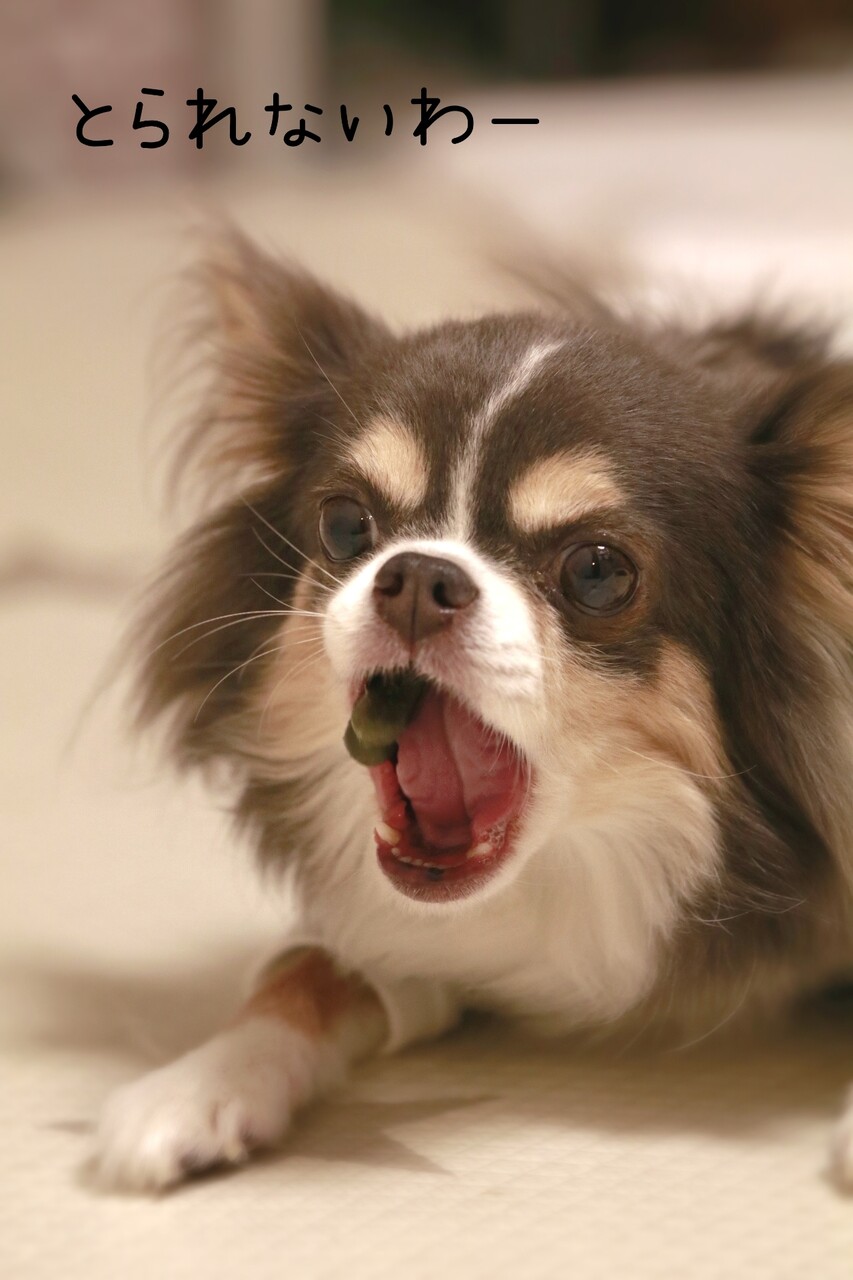 超人気女優に似ていると思った１枚なのだが たかシェフのおうちごはん と 白い犬 と チワワ Powered By ライブドアブログ