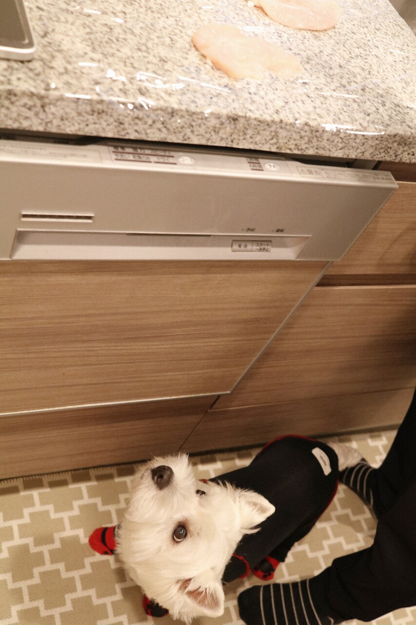 皮膚 ささみおやつ作り たかシェフのおうちごはん と 白い犬 と チワワ Powered By ライブドアブログ