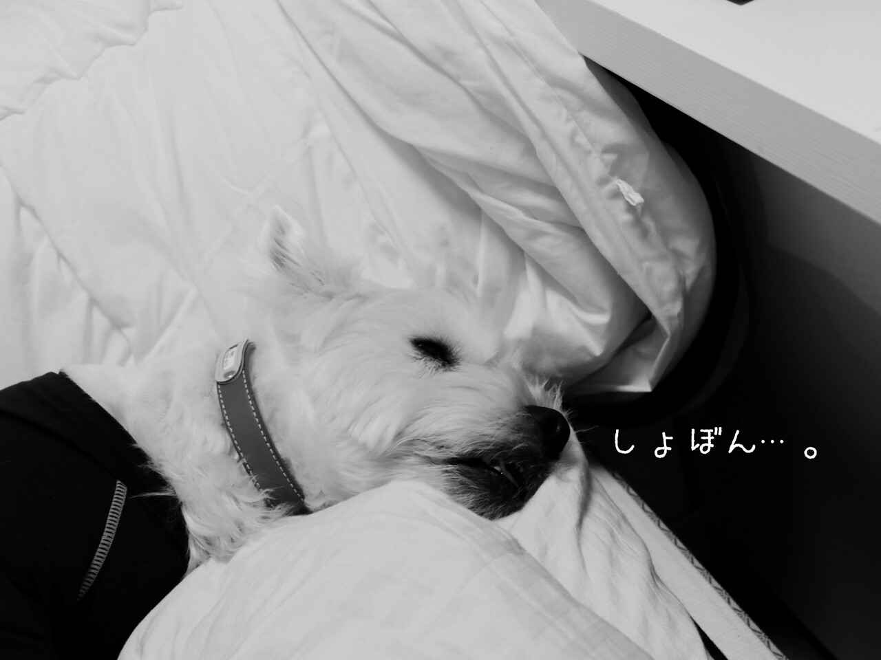 飼い主思いのゆきち たかシェフのおうちごはん と 白い犬 と チワワ Powered By ライブドアブログ