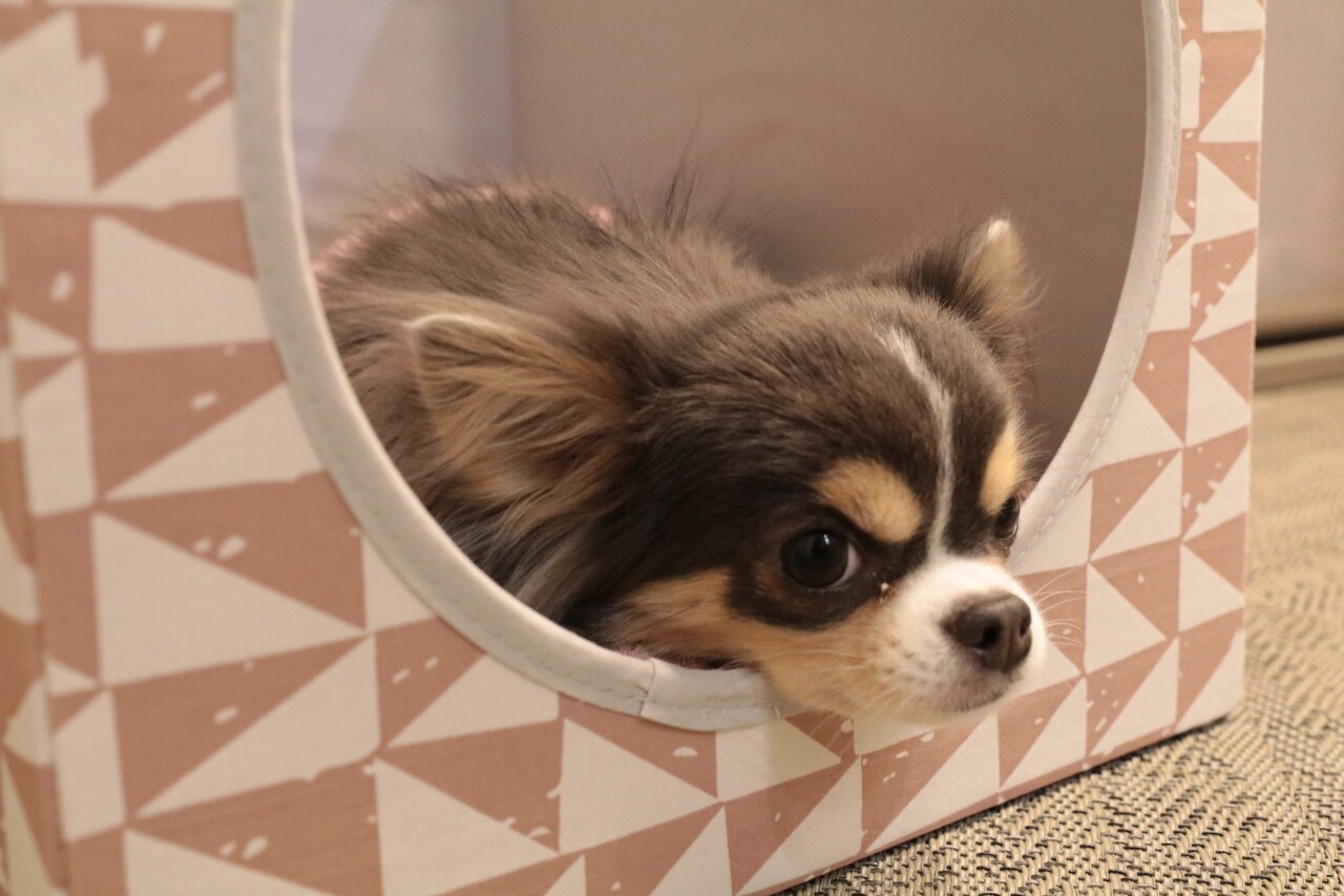 チワワ 飼い主の期待をはずさないチワワ たかシェフのおうちごはん と 白い犬 と チワワ Powered By ライブドアブログ チワワ 飼い主の期待をはずさないチワワ たかシェフのおうちごはん と 白い犬 と チワワ Powered By ライブドアブログ
