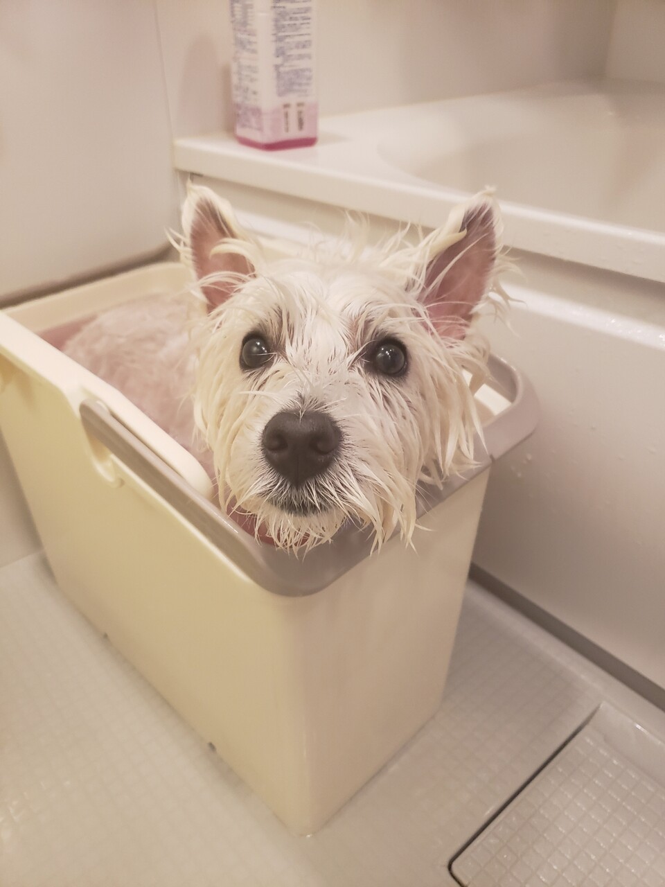 お風呂チャレンジ 6月21日 たかシェフのおうちごはん と 白い犬 と チワワ Powered By ライブドアブログ お風呂チャレンジ 6月21日 たかシェフのおうちごはん と 白い犬 と チワワ Powered By ライブドアブログ
