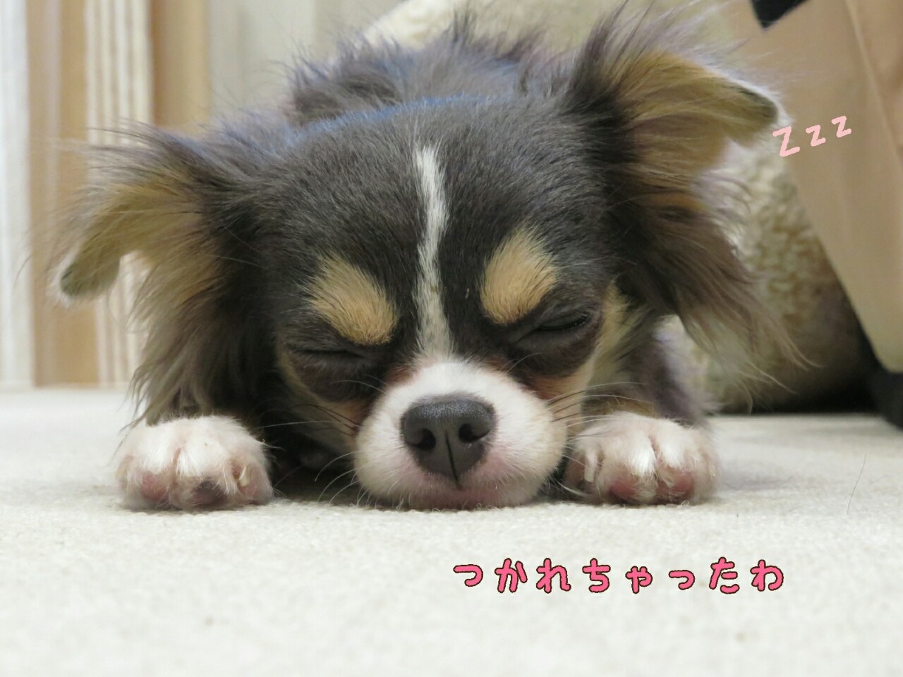 寝るのチワワのまりちゃん たかシェフのおうちごはん と 白い犬 と チワワ Powered By ライブドアブログ