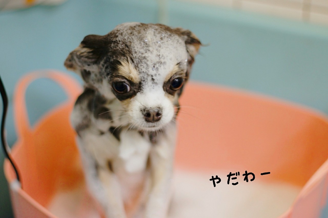 チワワ トリミング中 たかシェフのおうちごはん と 白い犬 と チワワ Powered By ライブドアブログ チワワ トリミング中 たかシェフのおうちごはん と 白い犬 と チワワ Powered By ライブドアブログ