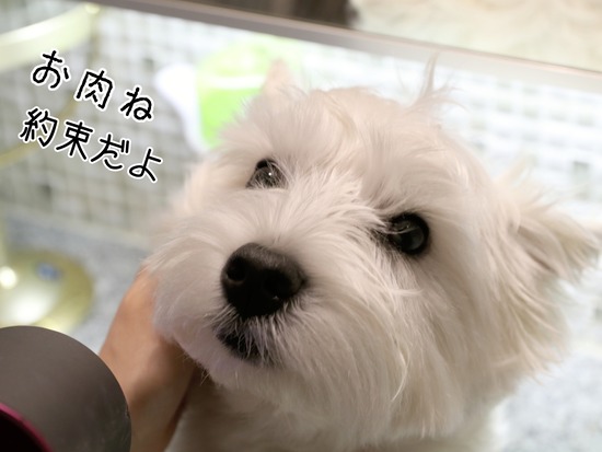 お風呂の日～、と獣医さんに言いたかったこと