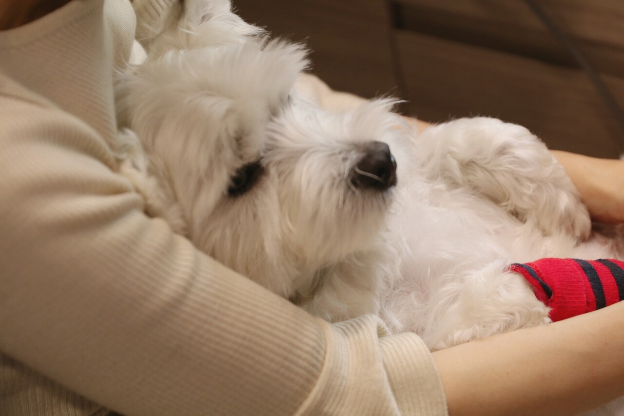 お風呂チャレンジ 5月19日編 たかシェフのおうちごはん と 白い犬 と チワワ Powered By ライブドアブログ お風呂チャレンジ 5月19日編 たかシェフのおうちごはん と 白い犬 と チワワ Powered By ライブドアブログ