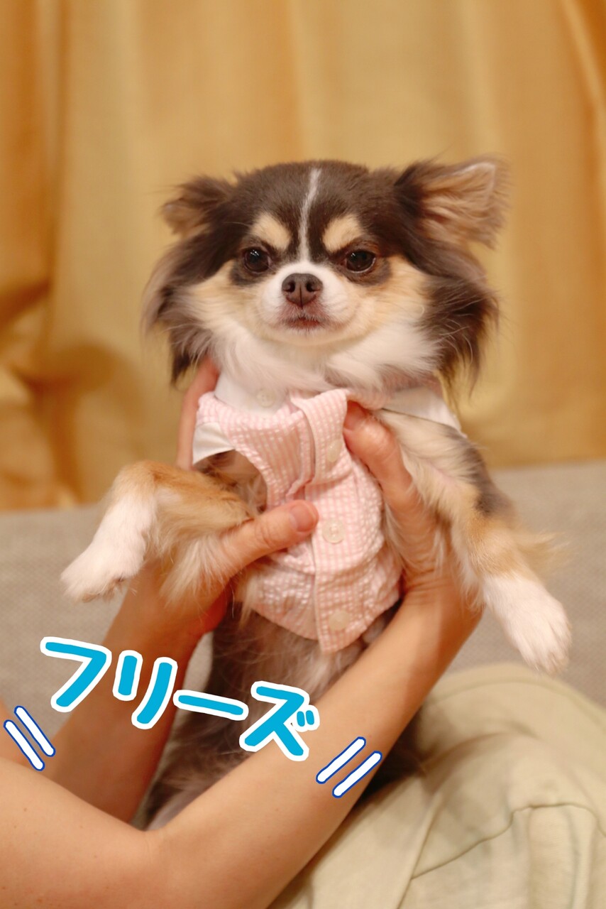 フリーズしちゃった犬 と そういえば 便利な100均グッズがあったっけ たかシェフのおうちごはん と 白い犬 と チワワ Powered By ライブドアブログ