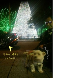 ウエスティ ブランカ
