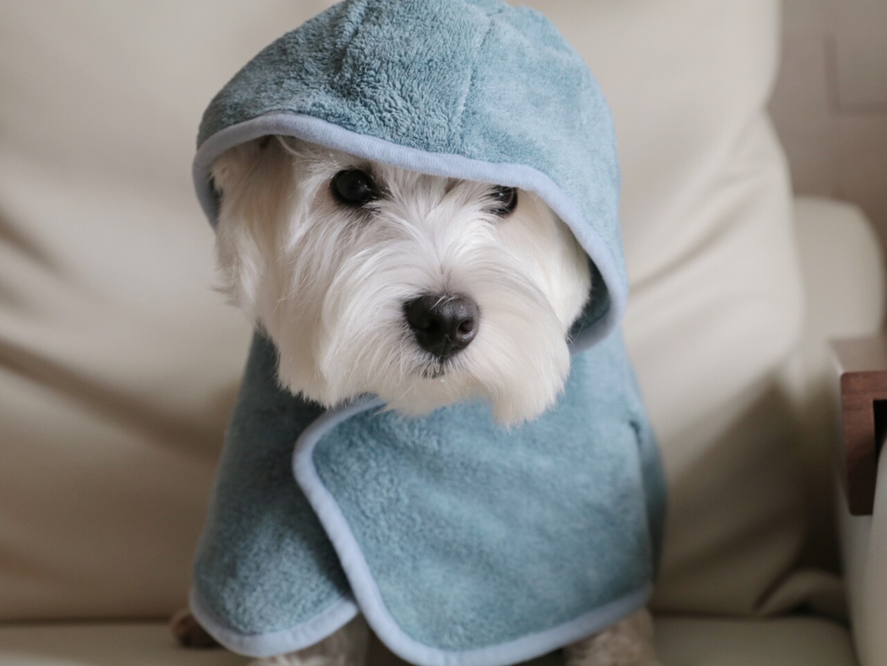 犬 バスローブな犬 たかシェフのおうちごはん と 白い犬 と チワワ Powered By ライブドアブログ