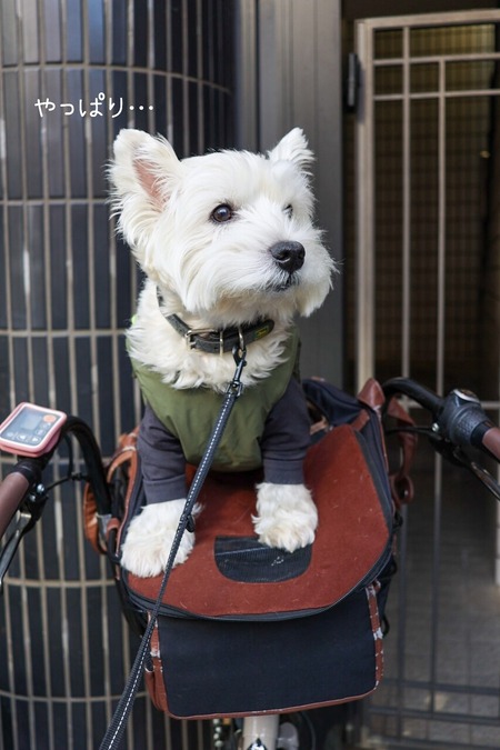 24-12-12-07-27-04-497_deco