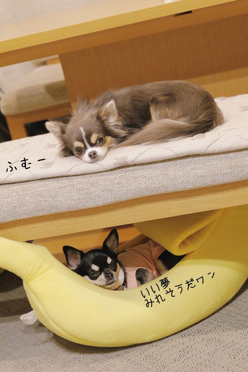 チワワ そんなバナナ O たかシェフのおうちごはん と 白い犬 と チワワ Powered By ライブドアブログ チワワ そんなバナナ O たかシェフのおうちごはん と 白い犬 と チワワ Powered By ライブドアブログ
