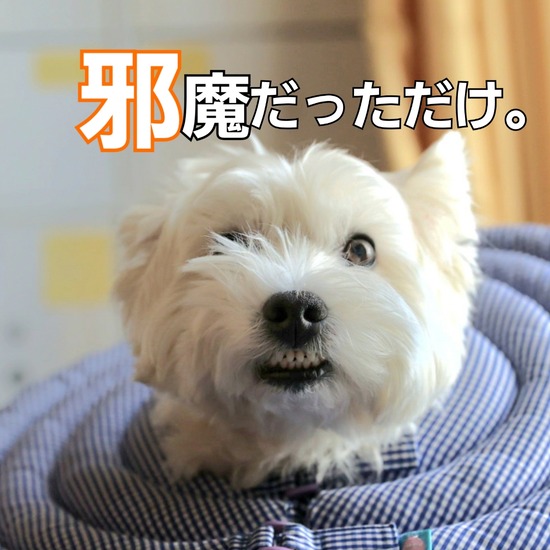 安心してください！自由自在ですから