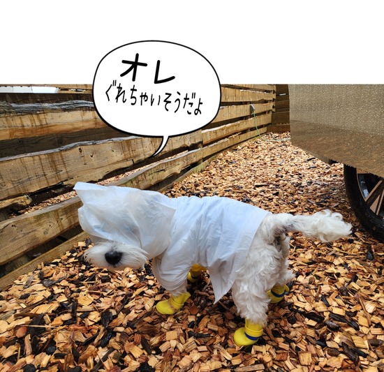 犬にビニールをかぶせているところ