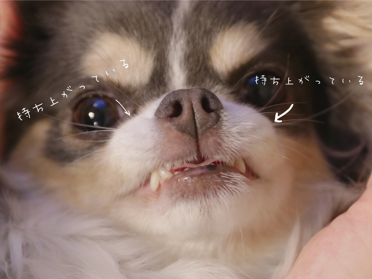 チワワ 人間も唇乾燥するとなるやつ あるある たかシェフのおうちごはん と 白い犬 と チワワ Powered By ライブドアブログ