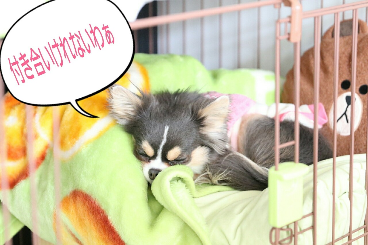 甘酒と剣道大会 たかシェフのおうちごはん と 白い犬 と チワワ Powered By ライブドアブログ 甘酒と剣道大会 たかシェフのおうちごはん と 白い犬 と チワワ Powered By ライブドアブログ