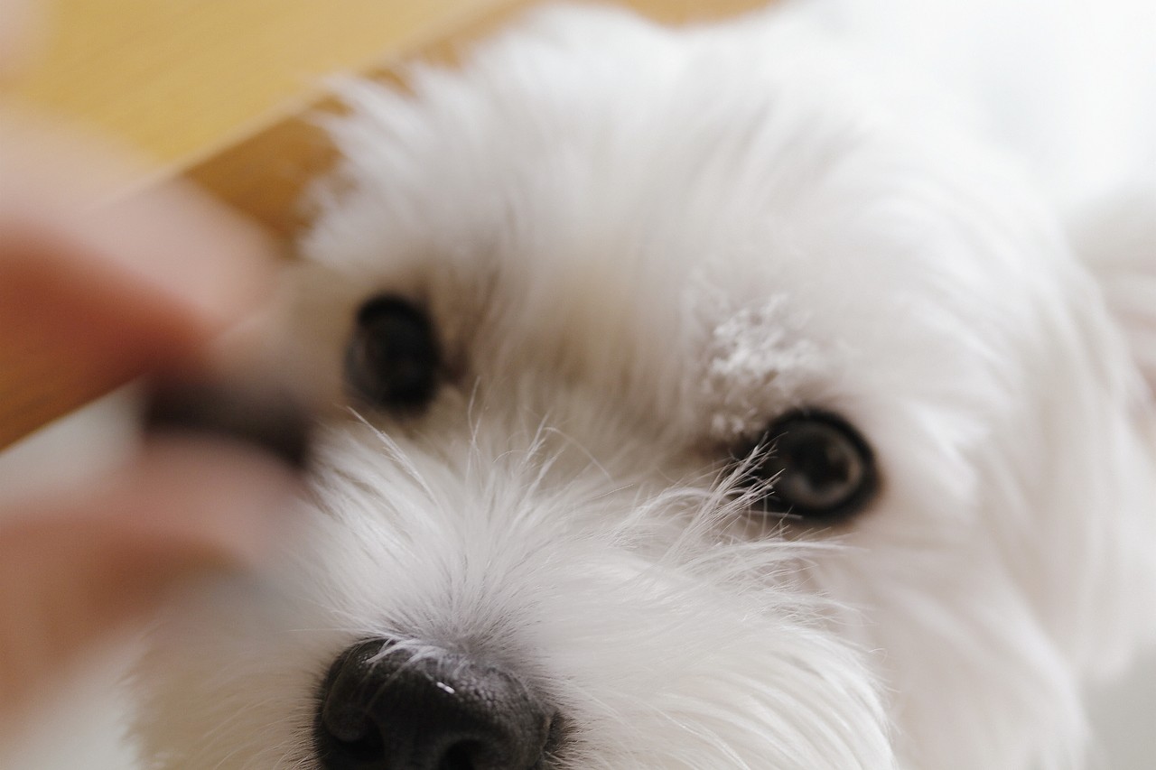 アトピー性皮膚炎 亜鉛を補充ってみる たかシェフのおうちごはん と 白い犬 と チワワ Powered By ライブドアブログ アトピー性皮膚炎 亜鉛を補充ってみる たかシェフのおうちごはん と 白い犬 と チワワ Powered By ライブドアブログ