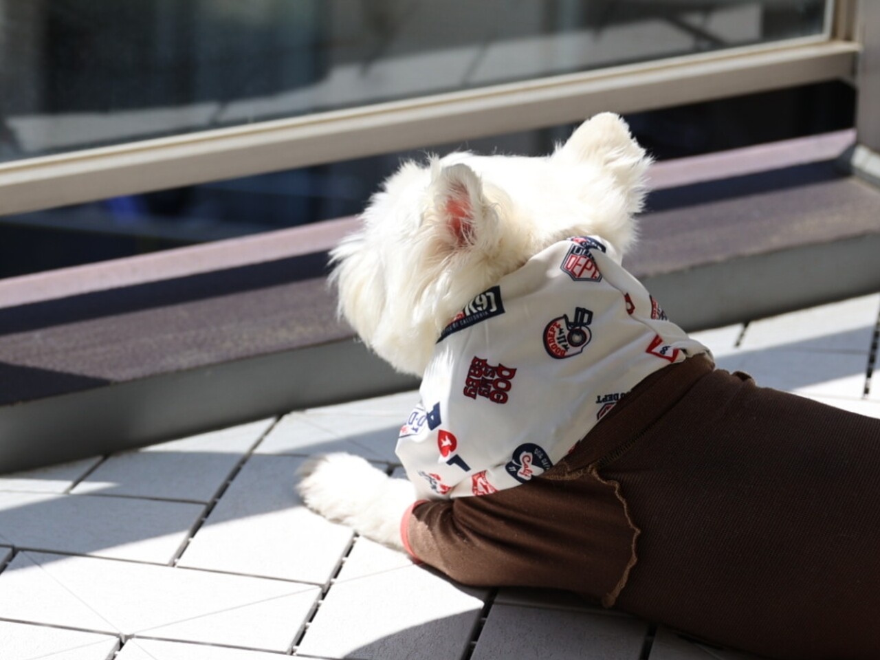 夏のベランダで過ごす愛犬の本音 : たかシェフのおうちごはん。と