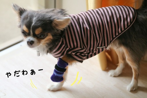 【犬】まりちゃん、お前もか・・・。