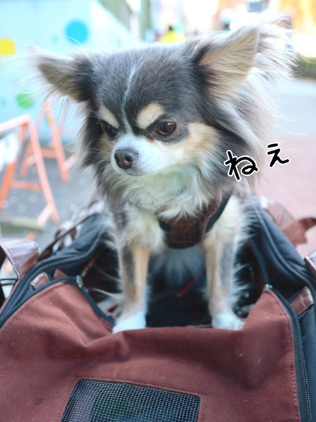 23-12-15-10-34-18-943_deco