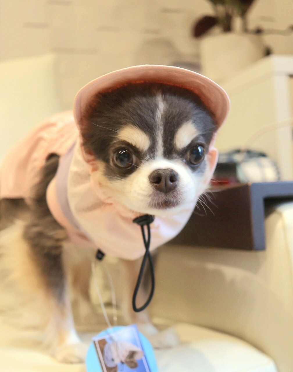 スヌード徹底レビュー】黒い犬の暑さ対策に効果あり？チワワと