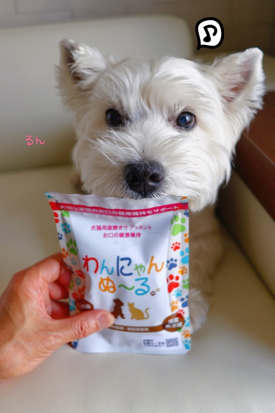 歯医者の巡回診察は、かくれんぼ大会みたいだね