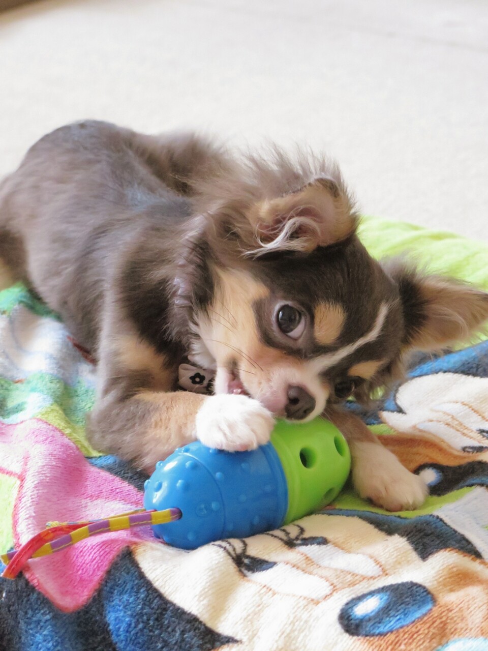 チワワ 誰だ チミは たかシェフのおうちごはん と 白い犬 と チワワ Powered By ライブドアブログ チワワ 誰だ チミは たかシェフのおうちごはん と 白い犬 と チワワ Powered By ライブドアブログ