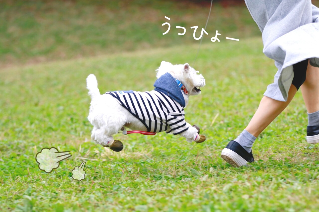 犬とおでかけ】城南島海浜公園でお散歩。 : たかシェフのおうちごはん