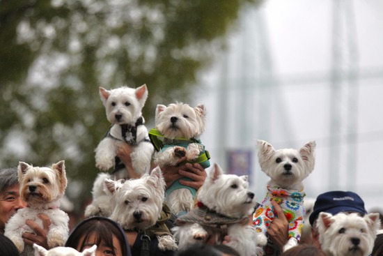 WP2025R - 171_original