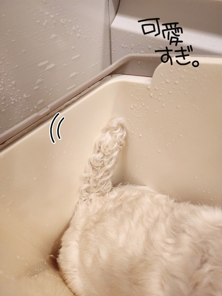 犬のしっぽ。