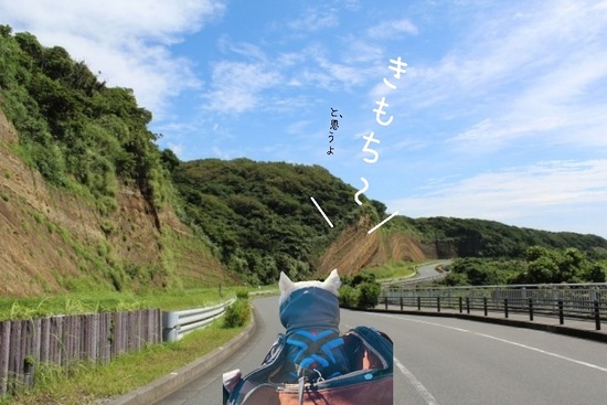 求む！！　大島旅行　with犬