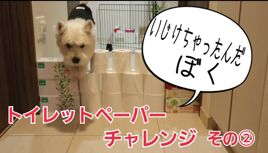 【犬動画】トイレットペーパーチャレンジ　その②