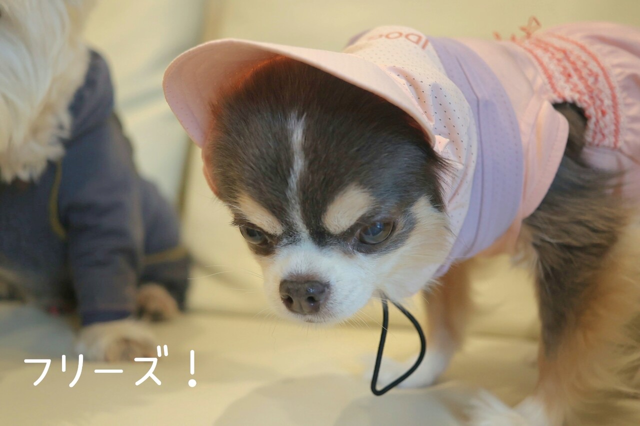 スヌード徹底レビュー】黒い犬の暑さ対策に効果あり？チワワと