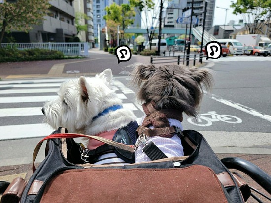 22-04-23-09-13-17-765_deco