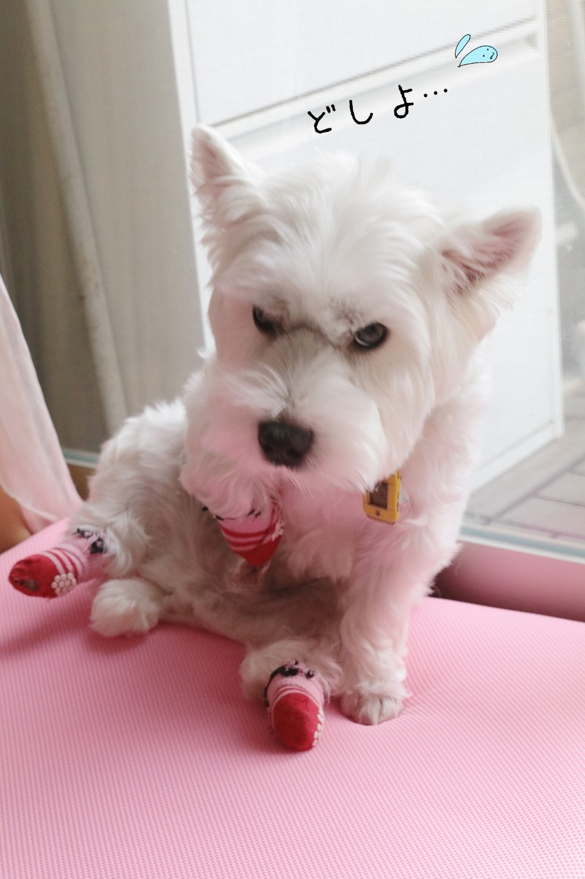 犬グッズ】エアウィーヴ買ってみた。 追記:使ってみての感想 犬グッズ】エアウィーヴ買ってみた。 追記:使ってみての感想