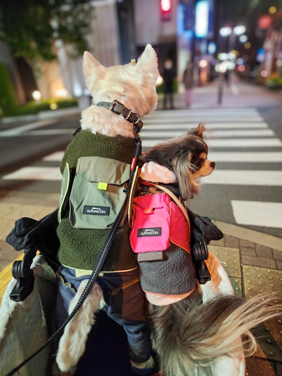 アルファアイコン愛 : たかシェフのおうちごはん。と、白い犬。と