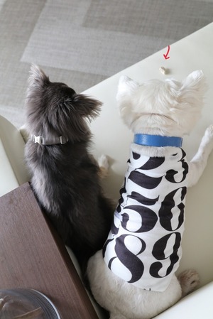 21-07-20-09-44-22-091_deco