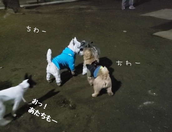 【犬】やきもちな飼い主。