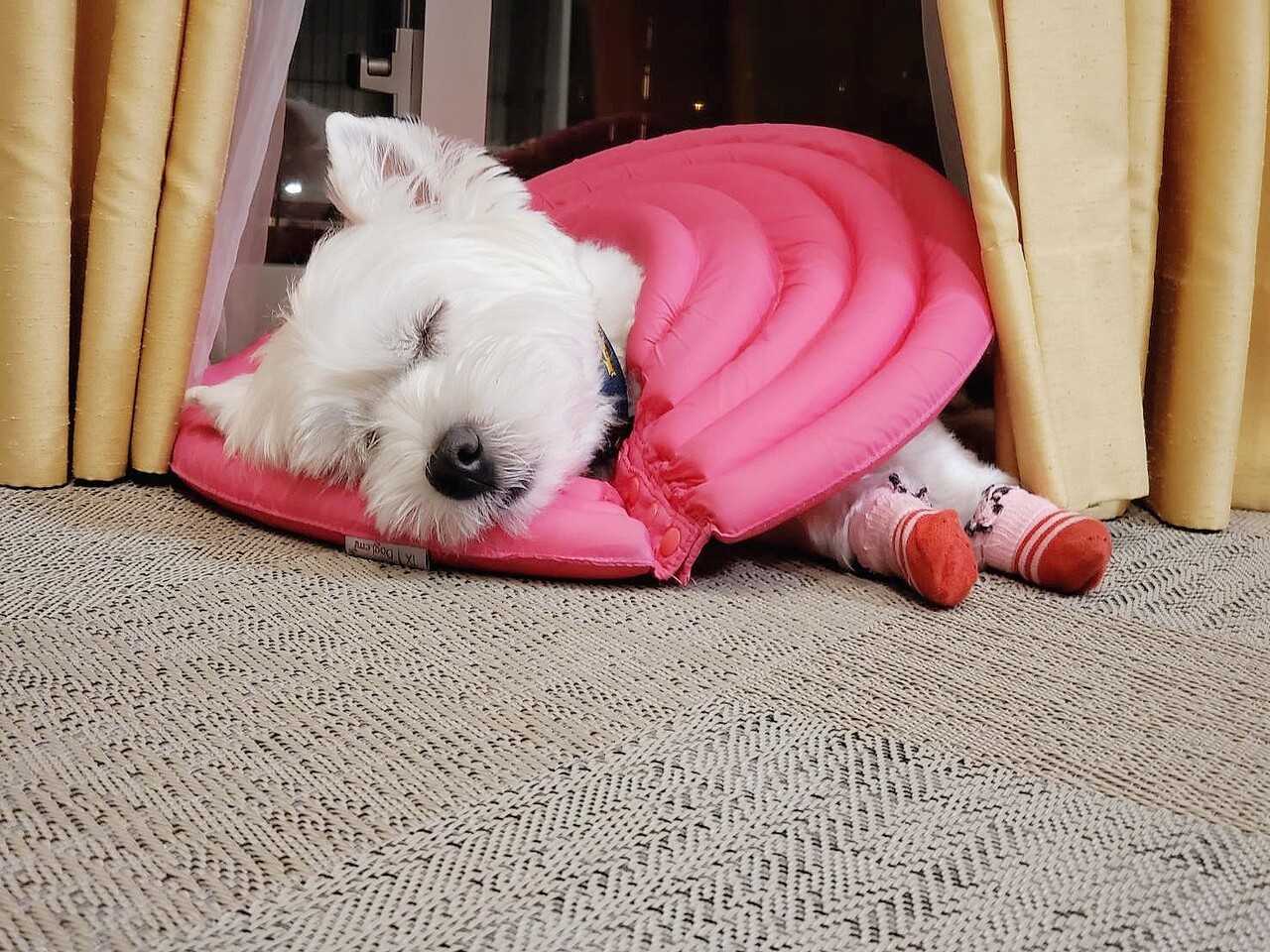 犬動画 カーテンにはさまっちゃった編 たかシェフのおうちごはん と 白い犬 と チワワ Powered By ライブドアブログ 犬動画 カーテンにはさまっちゃった編 たかシェフのおうちごはん と 白い犬 と チワワ Powered By ライブドアブログ