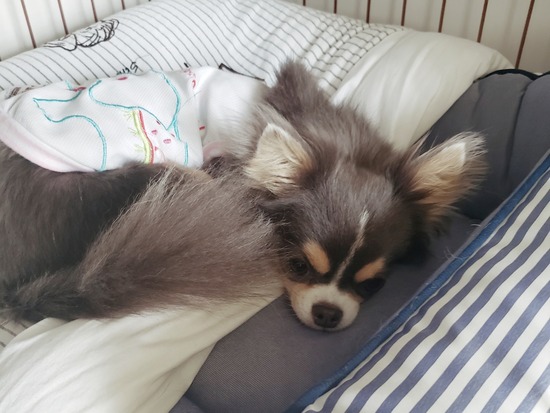 【チワワ】疑惑！本当は、すきじゃないよね？