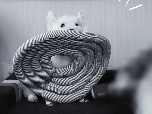 【ウエスティ】笑かしてくれるね…。でもさ、前科もんだよね？