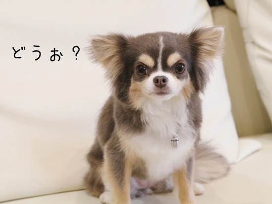 【チワワ】綺麗にしてもらいました。