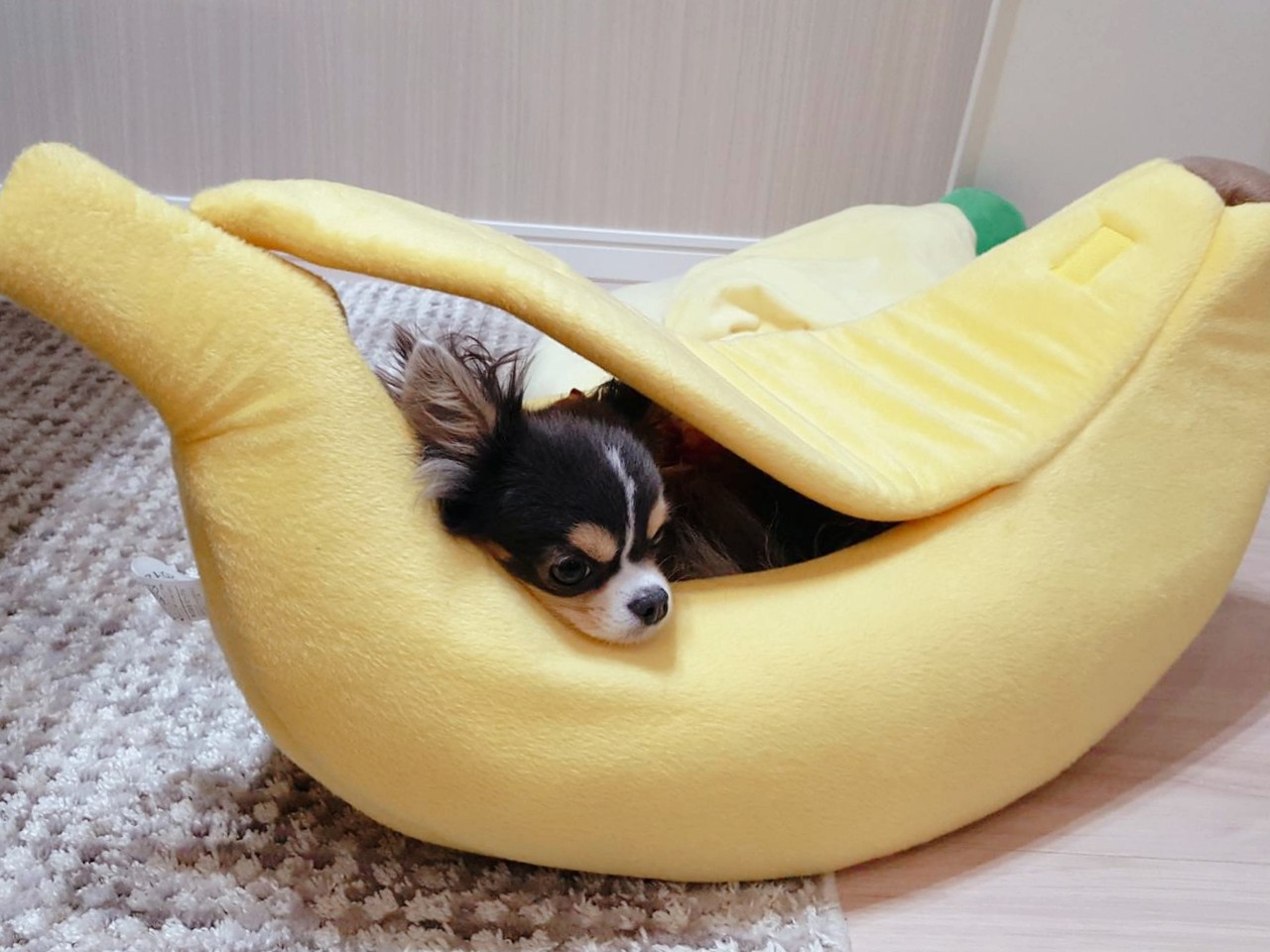 チワワ ウエスティ 寝る寝る寝る たかシェフのおうちごはん と 白い犬 と チワワ Powered By ライブドアブログ